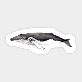 Humpback whale Sticker